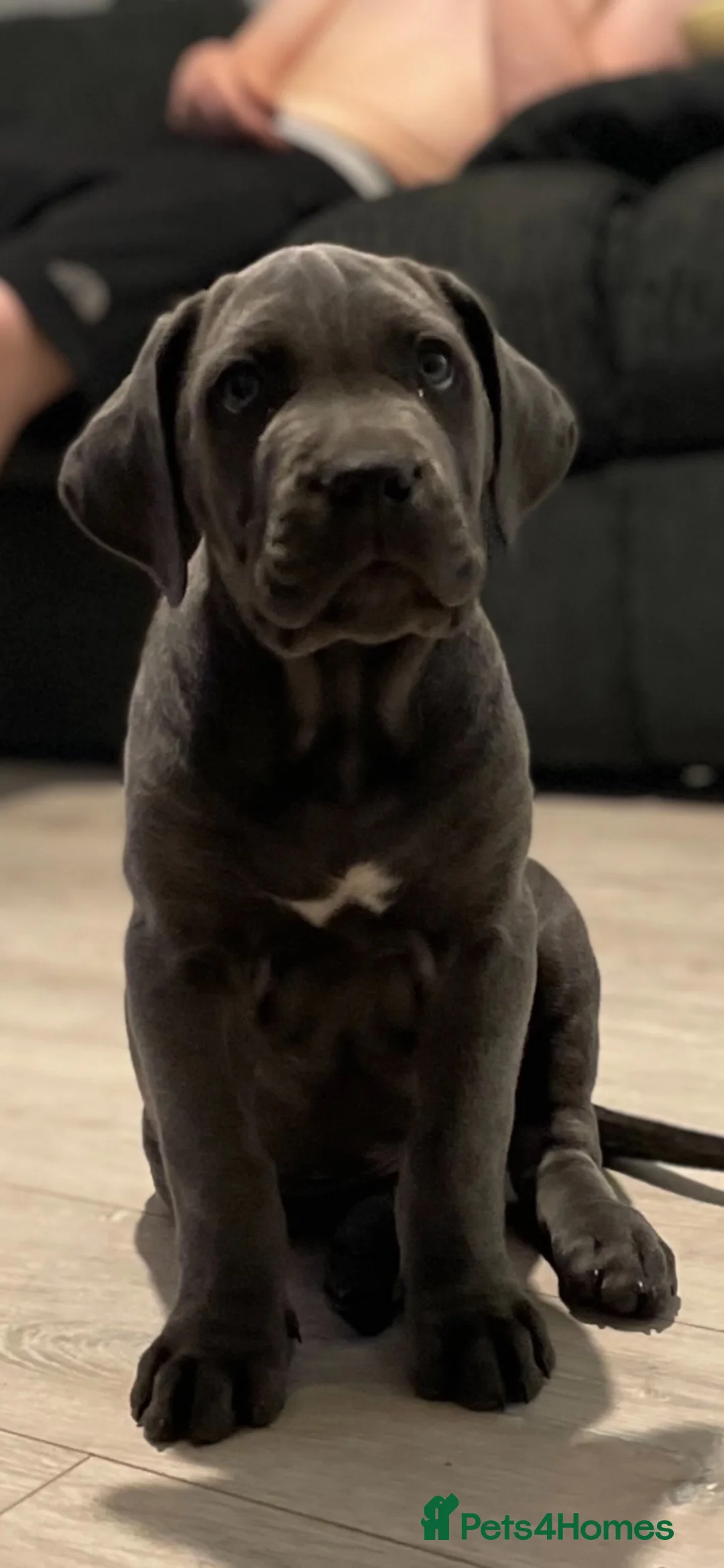 Cane Corso dogs for stud: Male cane corso stud - Advert 2