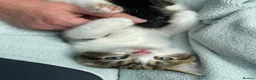 Mixed Breed cats for adoption: Rescue kittens for adoption  - Advert 4
