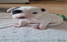Mixed Breed dogs for sale: Staffy-lurcher Cross Border Collie  - Image 9