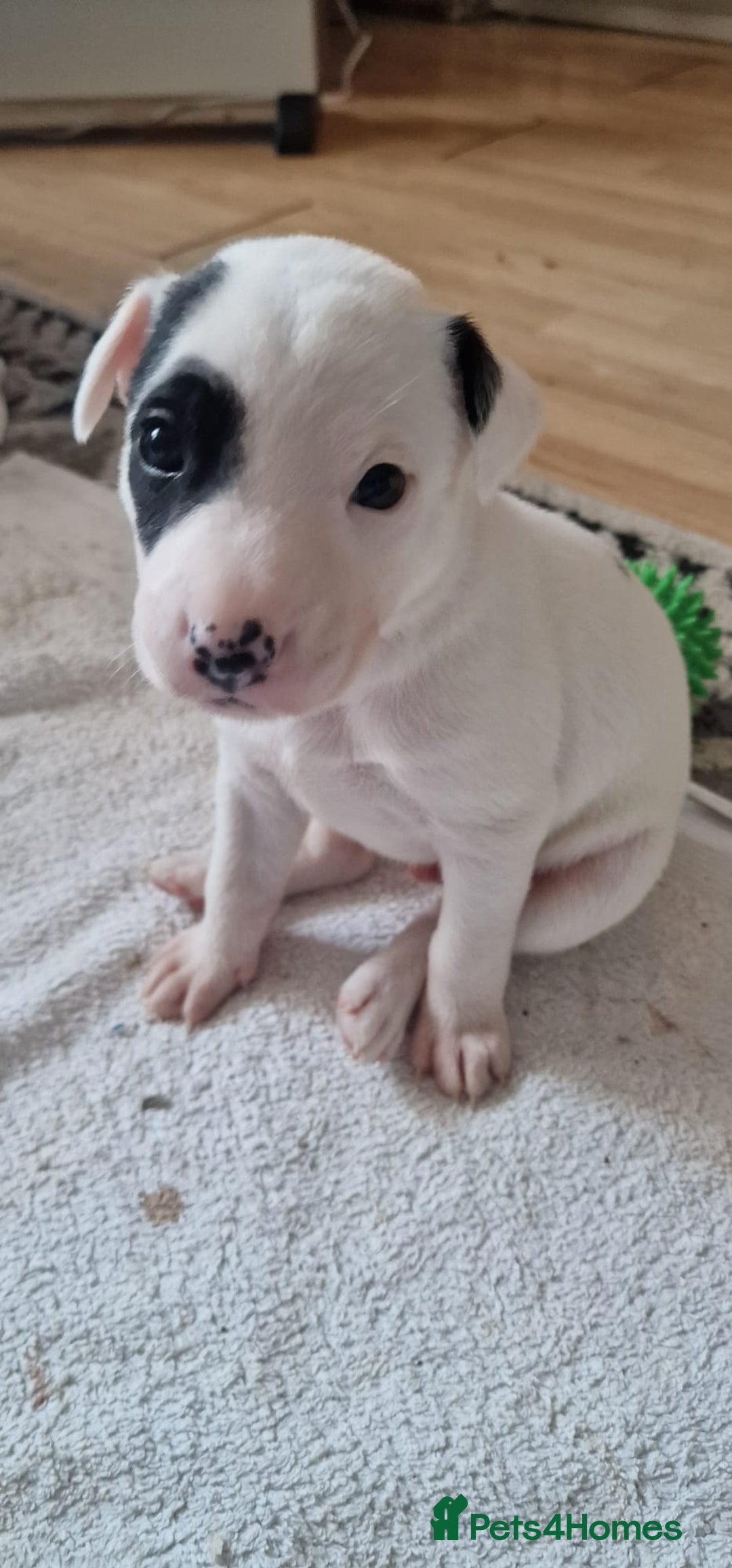 Mixed Breed dogs for sale: Staffy-lurcher Cross Border Collie  - Image 9