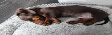 Dachshund Puppy 1