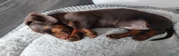 Dachshund dogs for sale: Puppies  - Advert 4