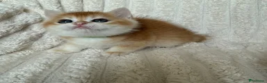 Golden green collar