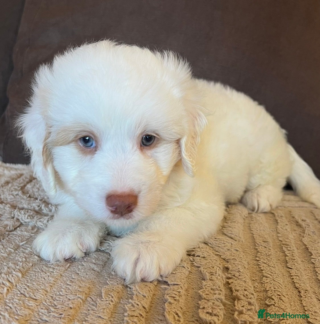 Labradoodle dogs LAST 1!! Labradoodle puppy Fun Fluffy & READY NOW! - Advert 2