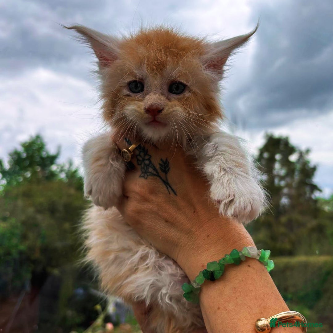 Maine Coon cats for sale: Registered Maine coon kittens  - Image 12