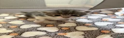 Mixed Breed cats for sale: 2 beautiful kittens   - Advert 11