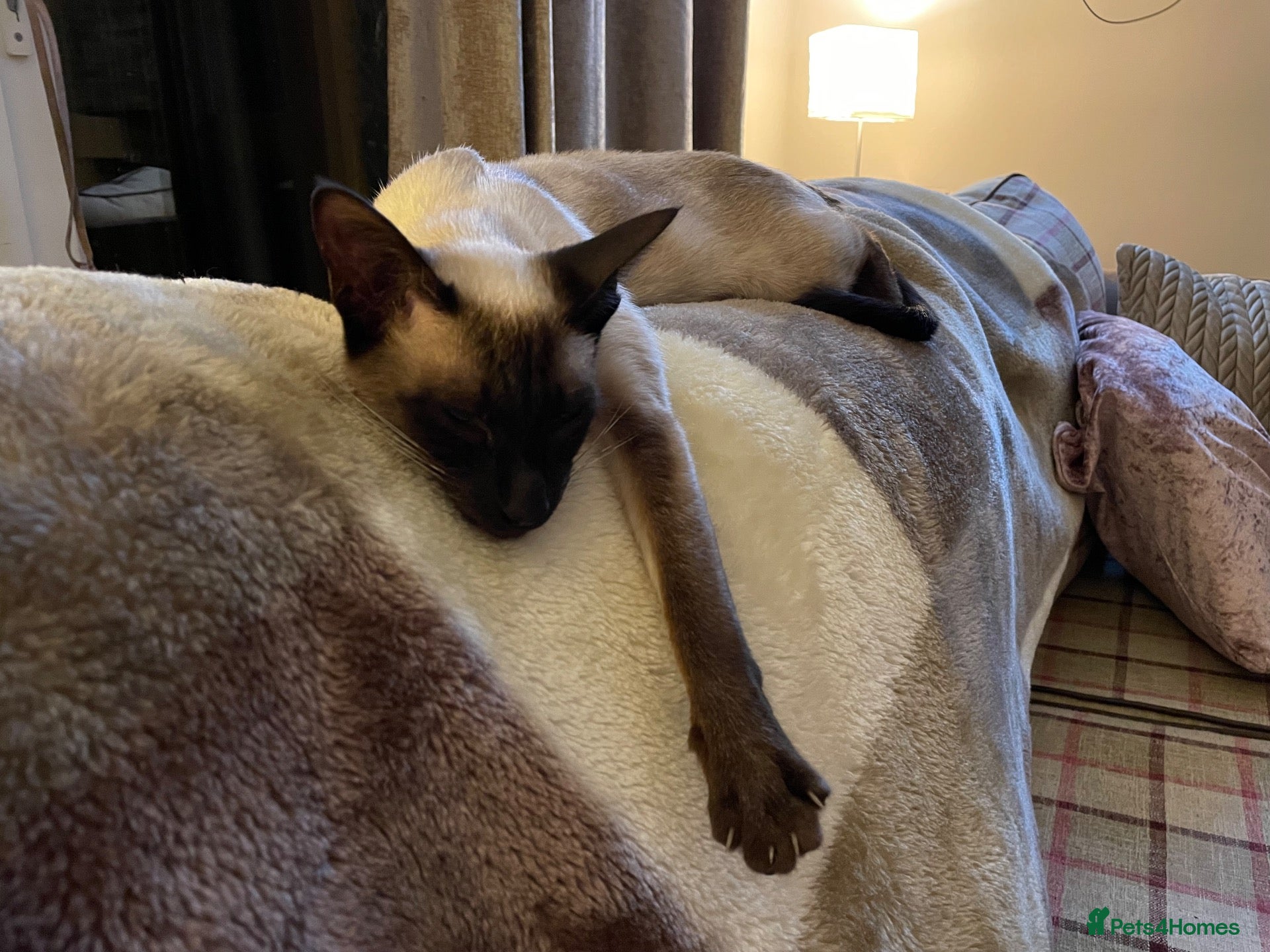 Siamese cats Chocolate point adult female Siamese  - Advert 1