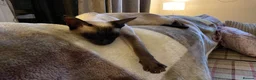Siamese cats for sale: Chocolate point adult female Siamese  - Advert 1