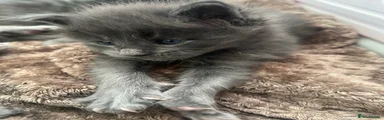 Maine Coon Kitten 4