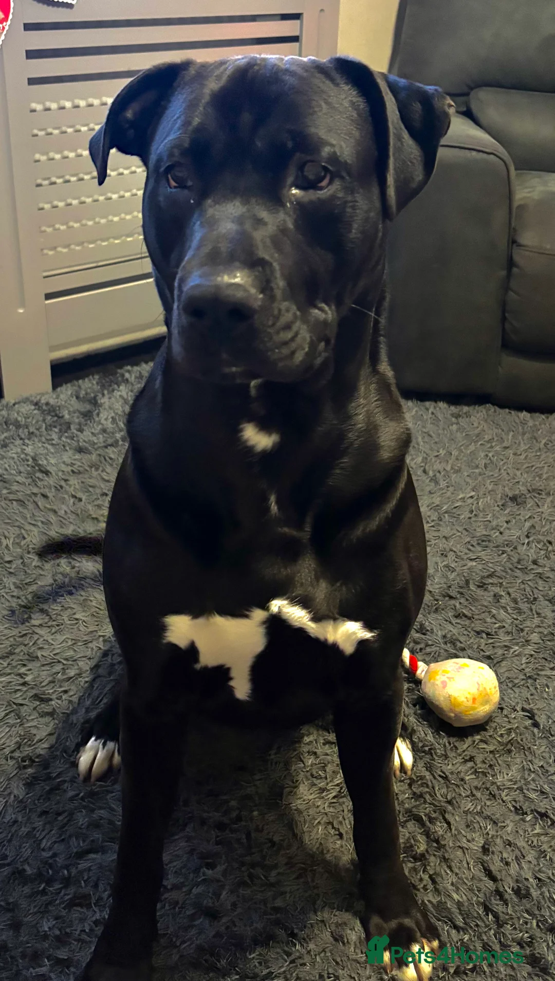 Mixed Breed dogs for sale: Stunning Cane Corso x Presa Canario Puppies  - Advert 32