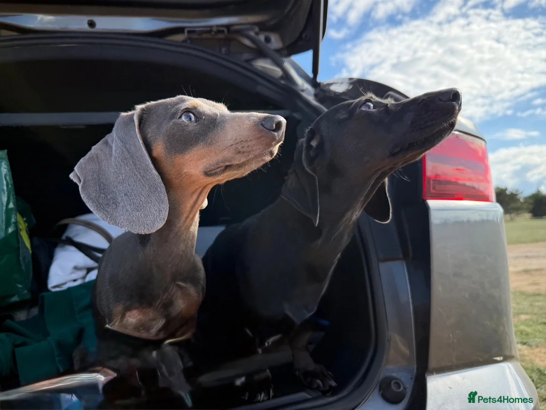 Miniature Dachshund dogs for sale: EXPRESSION OF INTEREST - MINIATURE DACHSHUND PUPS - Advert 7