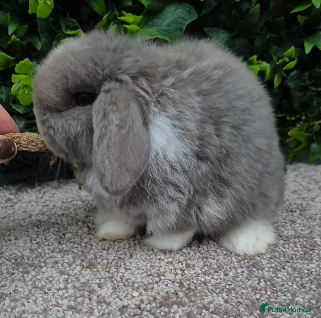 Mini Lop rabbits for sale: Mini lop baby girl ready now - Advert 5