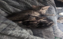 Mixed Breed cats for sale: Mixed bread female kittens  - Image 6