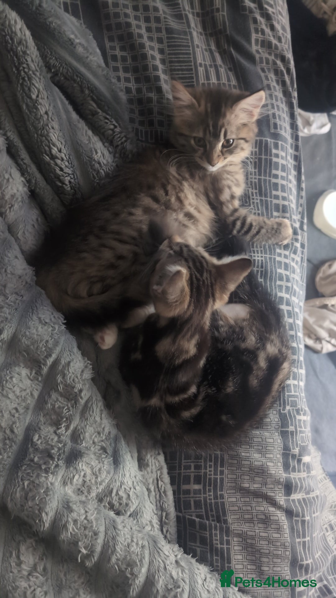 Mixed Breed cats for sale: Mixed bread female kittens  - Image 6