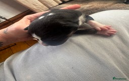 Mixed Breed dogs for sale: Pups for sale  - Image 5