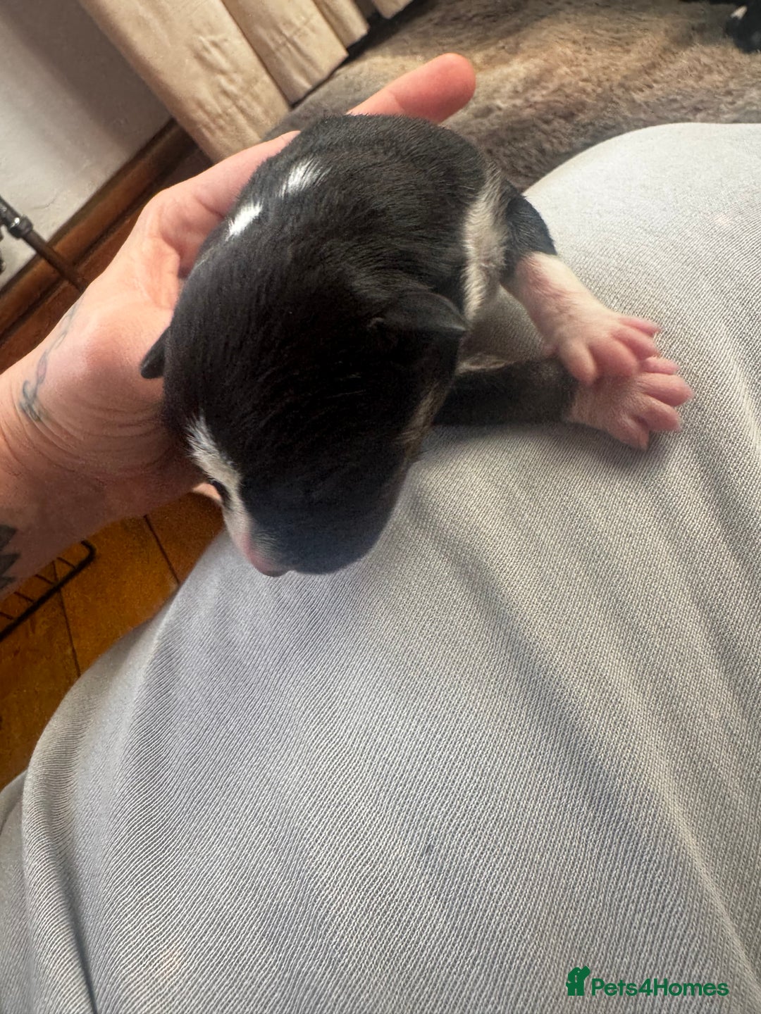 Mixed Breed dogs for sale: Pups for sale  - Image 5