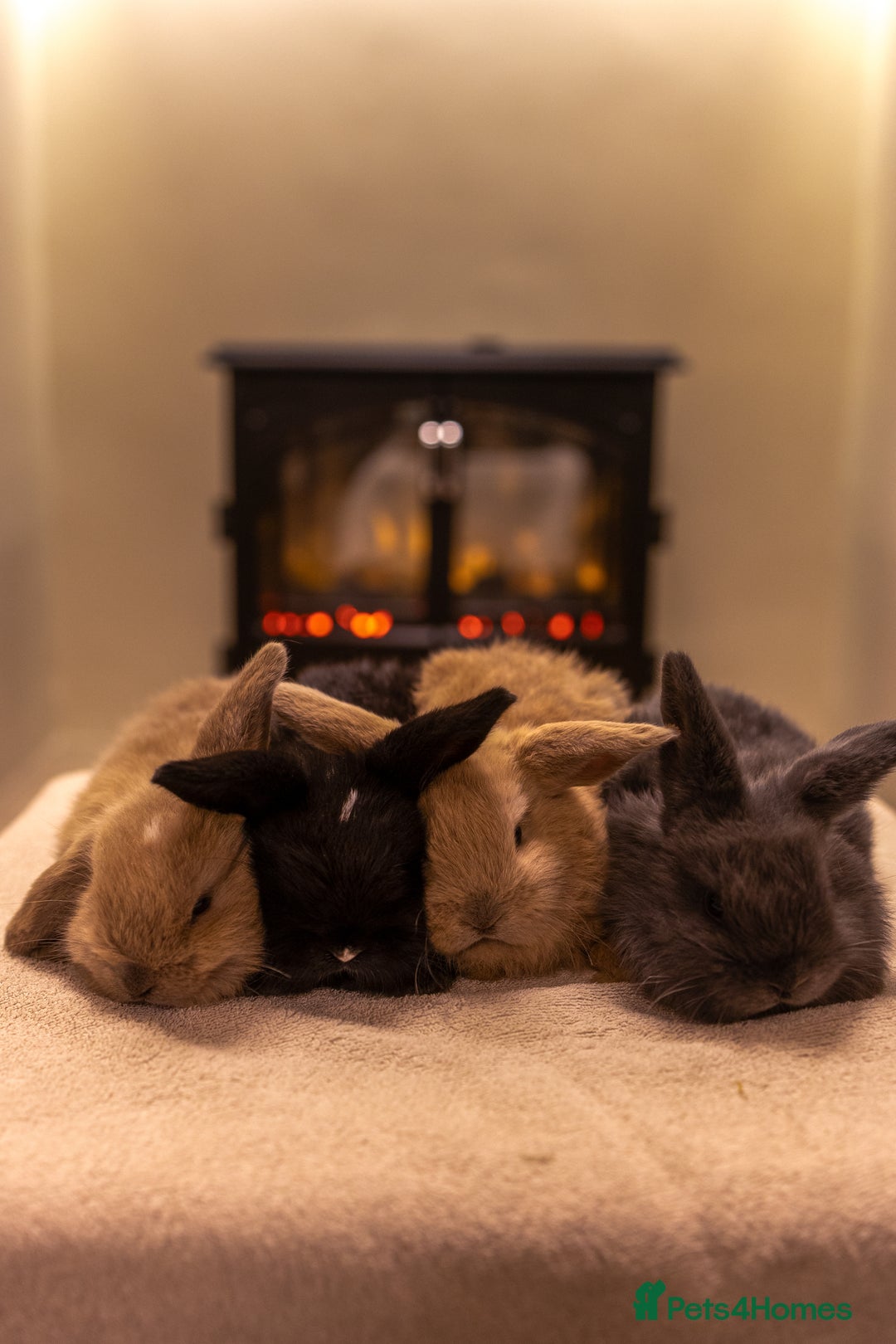 Mini Lop rabbits for sale: Ready soon 💫 Four gorgeous mini lop bunnies - Advert 1