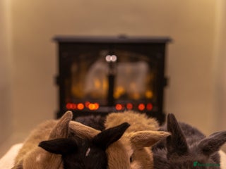 Mini Lop rabbits Ready soon 💫 Four gorgeous mini lop bunnies - Advert 1