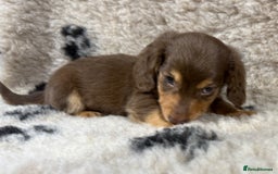 Miniature Dachshund dogs for sale: Miniature dachshund - Image 1