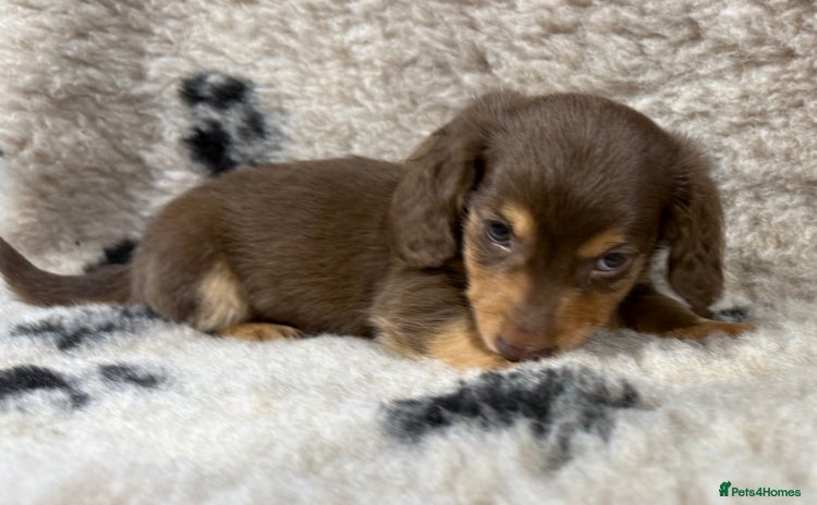Miniature Dachshund dogs - Advert 2