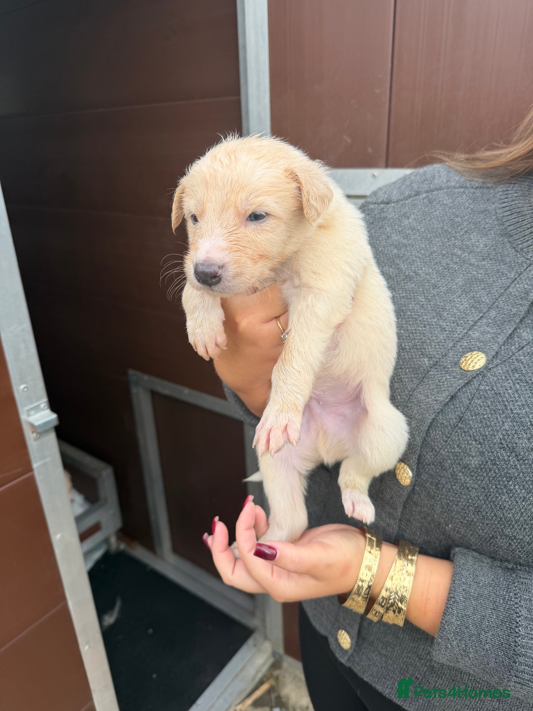 Saluki dogs for sale: Saluki pups - Image 8