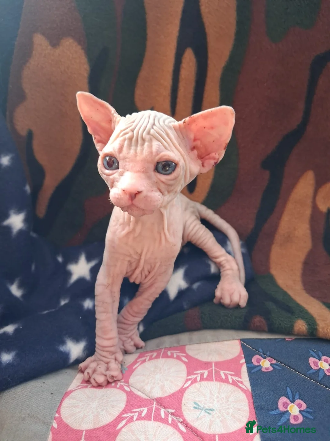 Sphynx cats for sale: Sphynx Kittens - Advert 2