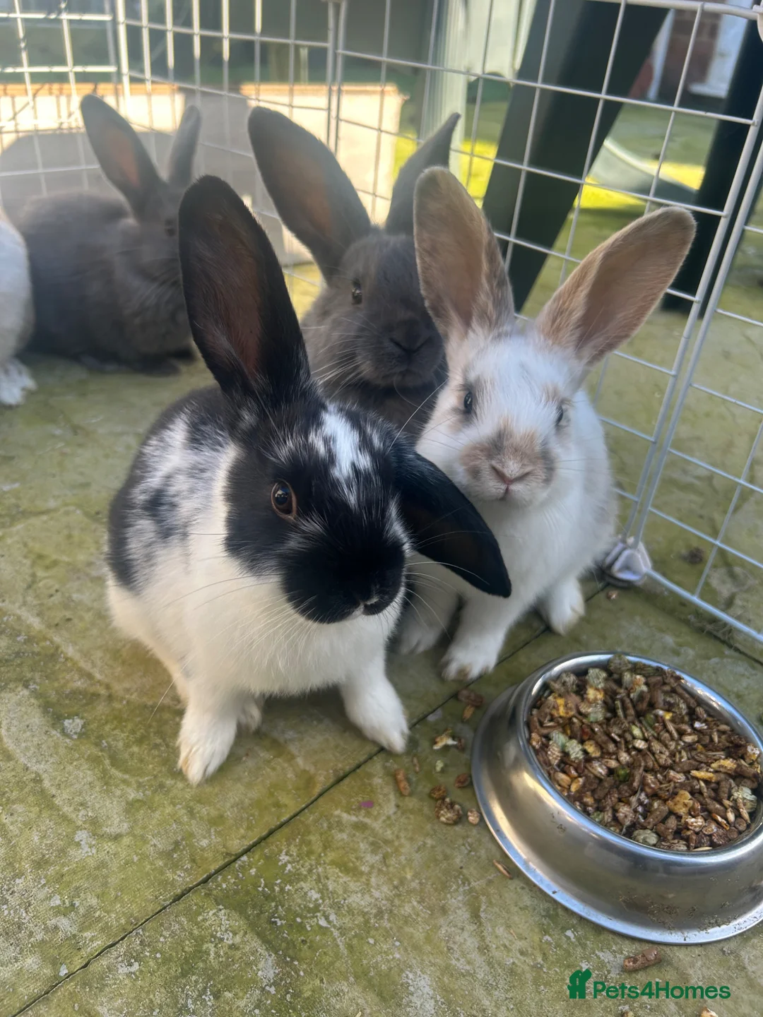 Mixed Breed rabbits for sale: 4 baby rabbits - Advert 1