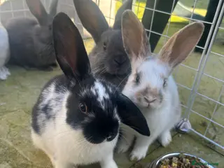 Mixed Breed rabbits 4 baby rabbits - Advert 1