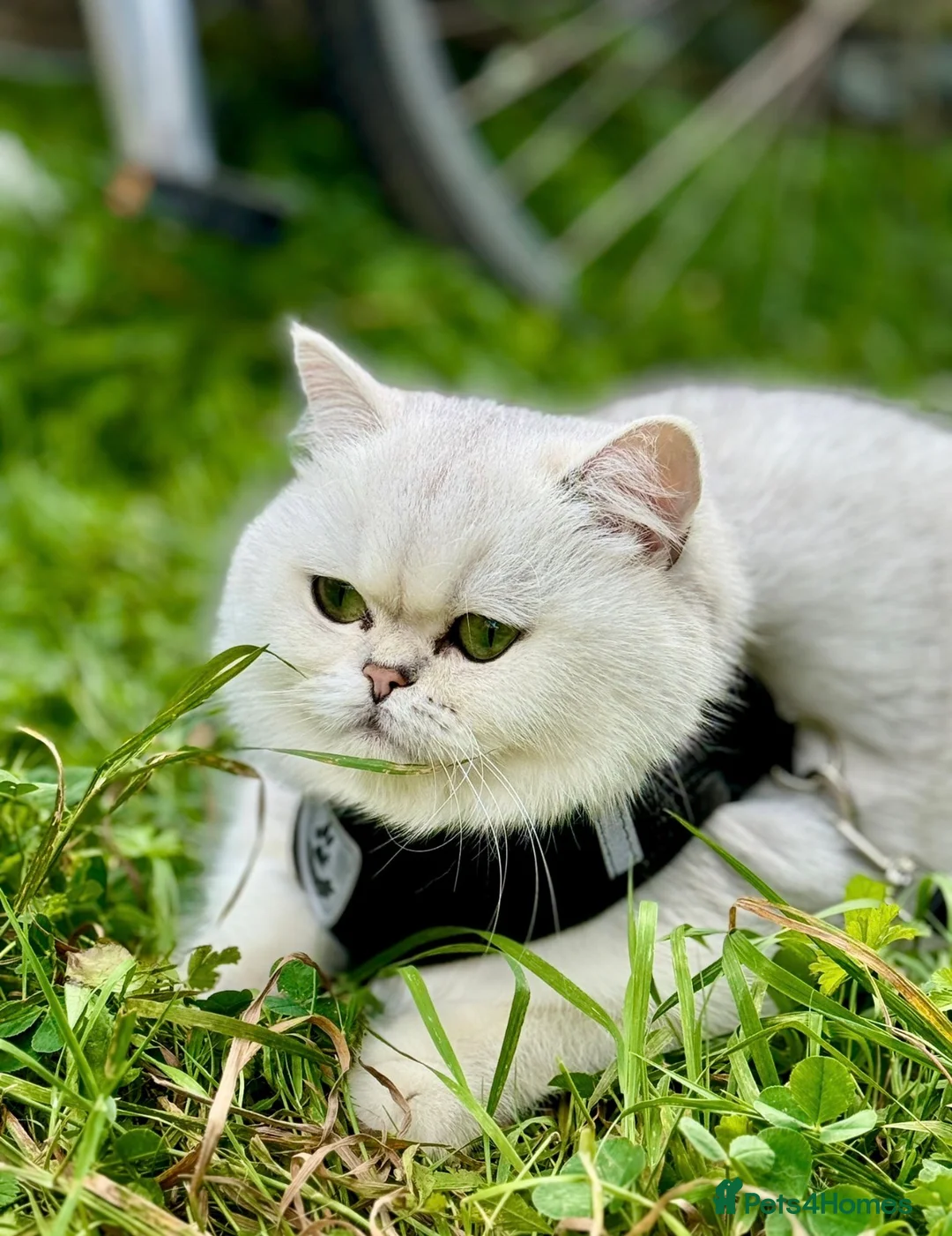 British Shorthair cats for sale: Beautiful British Shorthair - Advert 1