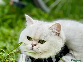 British Shorthair cats Beautiful British Shorthair - Advert 5