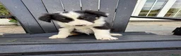 Border Collie dogs for sale: Border collie pups for sale - Advert 13