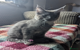 Maine Coon cats for sale: Ready now! 1 boy TICA Registered  - Image 1