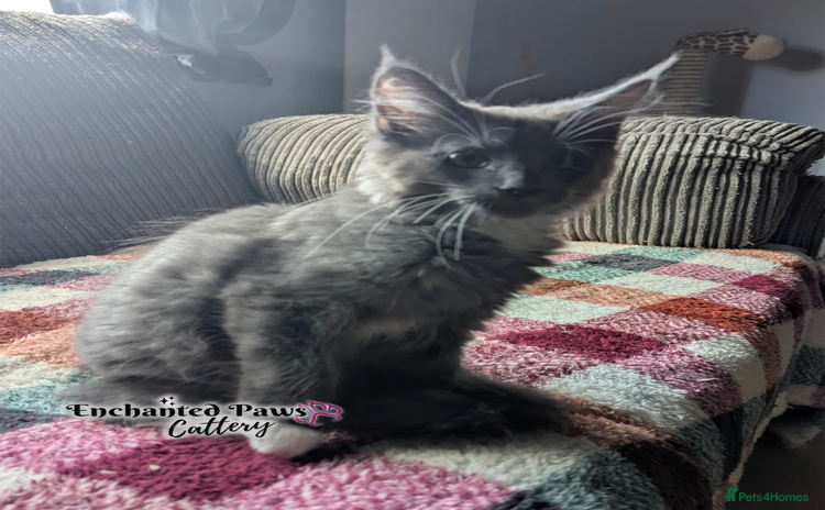 Maine Coon cats - Advert 12
