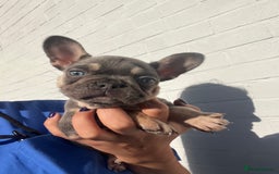 French Bulldog dogs for sale: French bulldogs READY NOW - Image 3