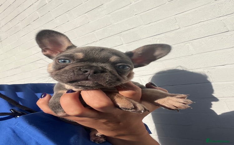 French Bulldog dogs - Advert 1