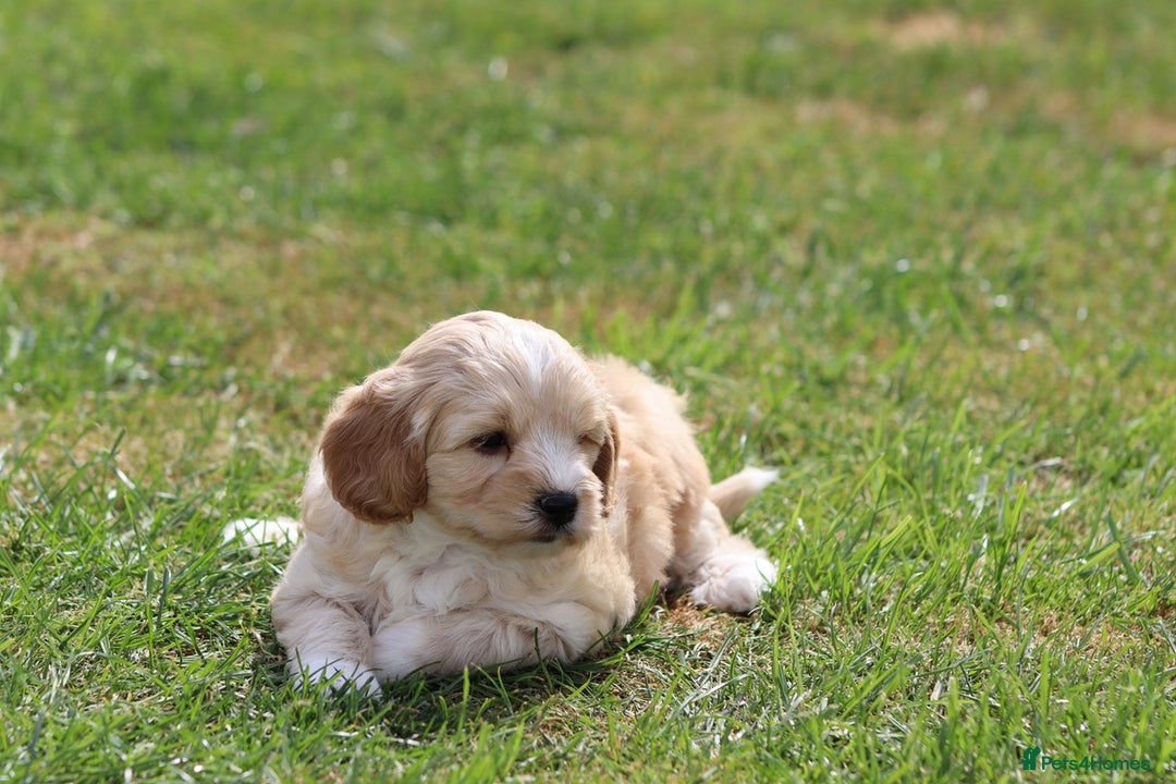 Cavapoochon dogs for sale: Beautiful Cavapoochon puppies for sale - Image 24