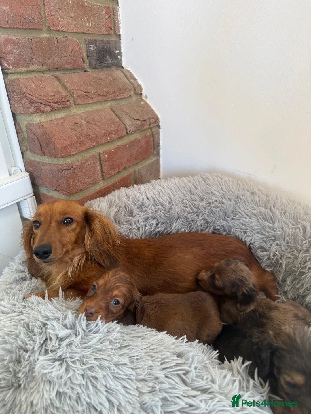 Miniature Dachshund dogs for sale: Long haired Miniature Dachshund puppies  in Colchester - Advert 1