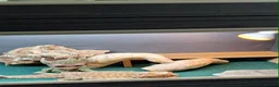 Bearded Dragon reptiles for sale: Bearded dragon with vivarium  in Warrington - Advert 1