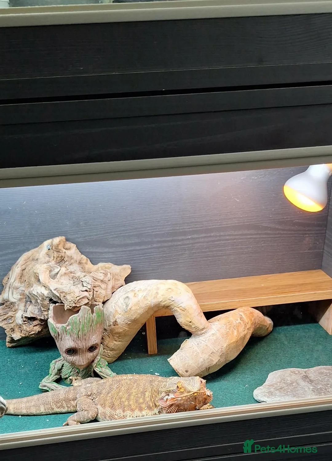 Bearded Dragon reptiles for sale: Bearded dragon with vivarium  in Warrington - Advert 1