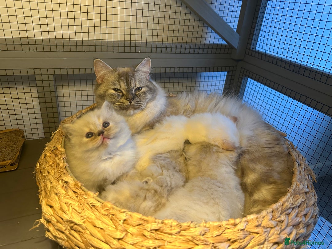 Persian cats for sale: 🐾 Beautiful Himalayan Persian Kittens 🐾 - Image 13