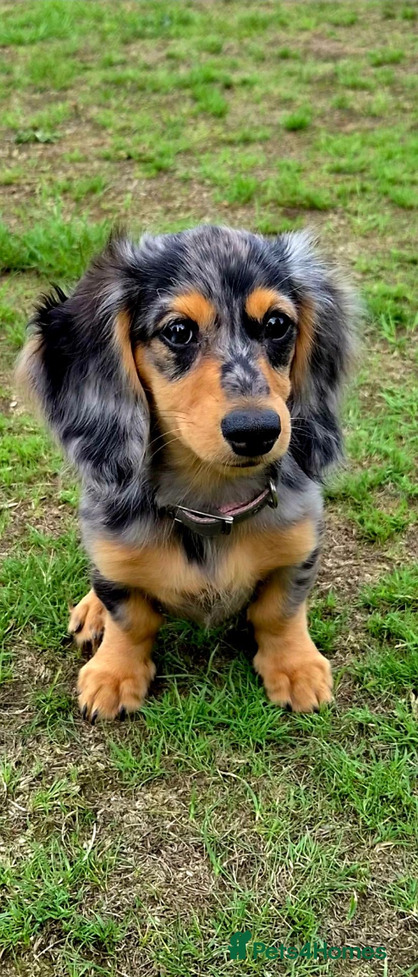 Miniature Dachshund dogs Beautifully striking long haired silver dapple 🩷  - Advert 13