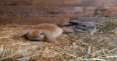 Mini Lop rabbits Mini plush lops - Advert 6