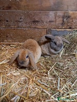 Mini Lop rabbits Mini plush lops - Advert 4