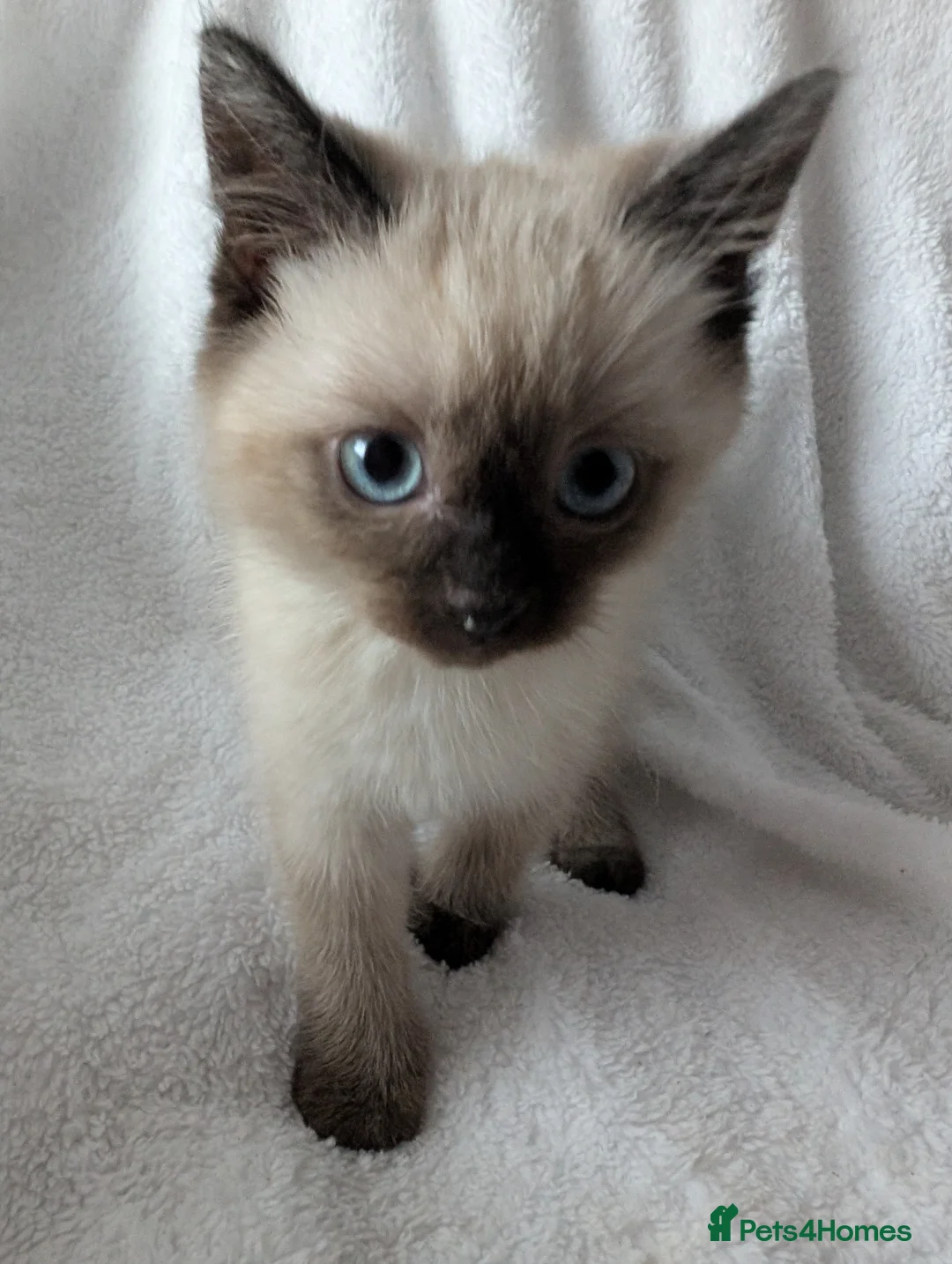 Ragdoll cats for sale: Ragdoll kittens  - Advert 15