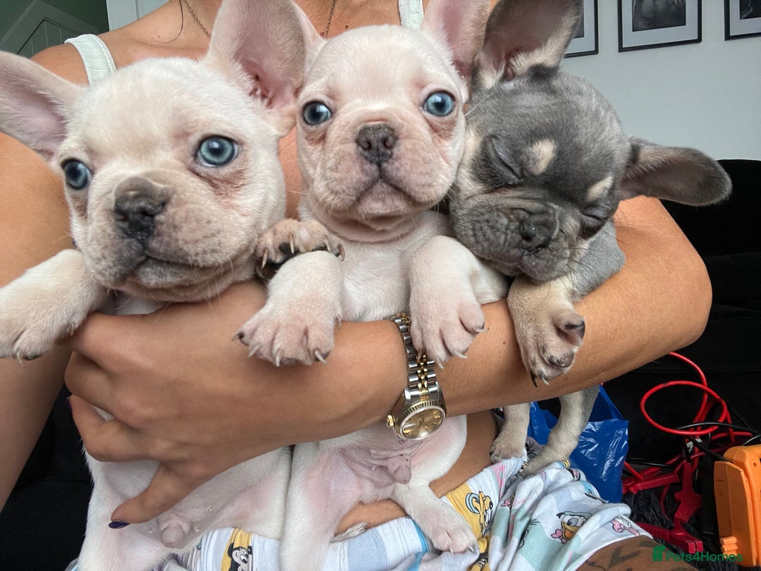 French Bulldog dogs for sale: French bulldogs READY NOW - Image 10