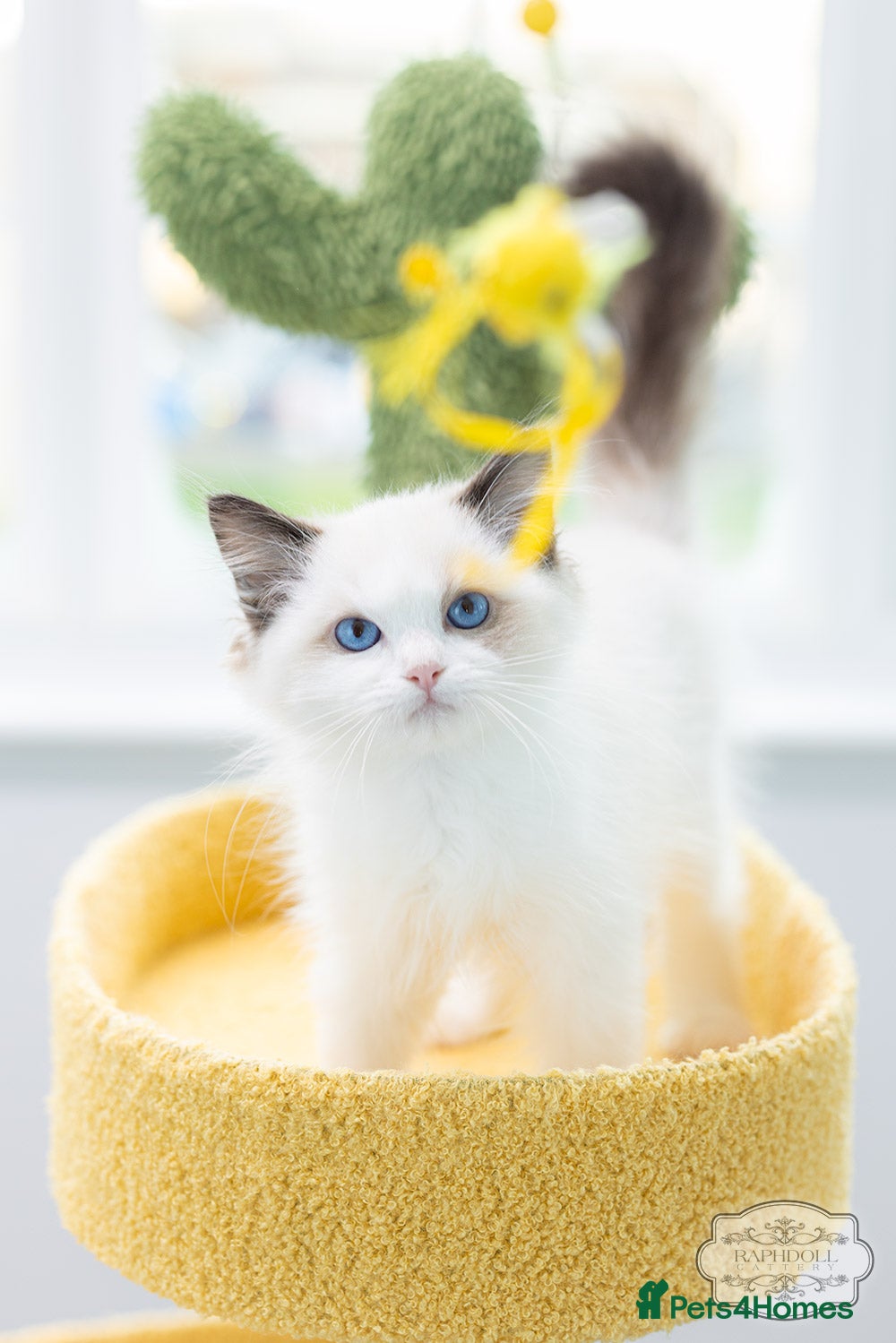 Ragdoll cats Ragdoll Bicolor Kitten Boy LPCD ❤❤❤ - Advert 3