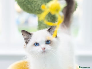 Ragdoll cats Ragdoll Bicolor Kitten Boy LPCD ❤❤❤ - Advert 3