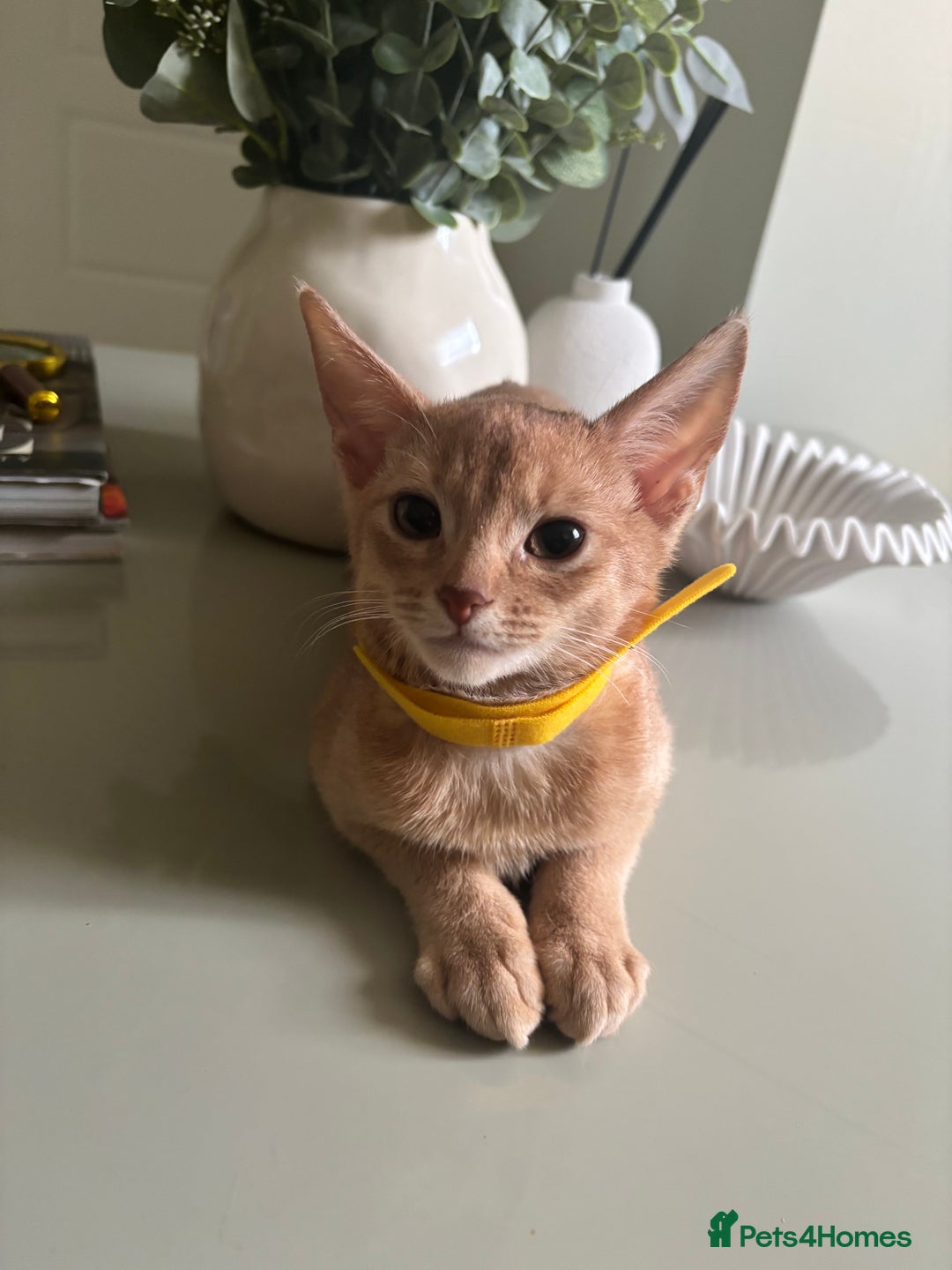 Abyssinian cats for sale: Pure pedigree fawn Abyssinian kittens 🐱  - Advert 6