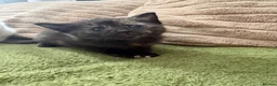 Aegean cats for sale: Aegeans kittens are looking for forever home ❤️ - Advert 15