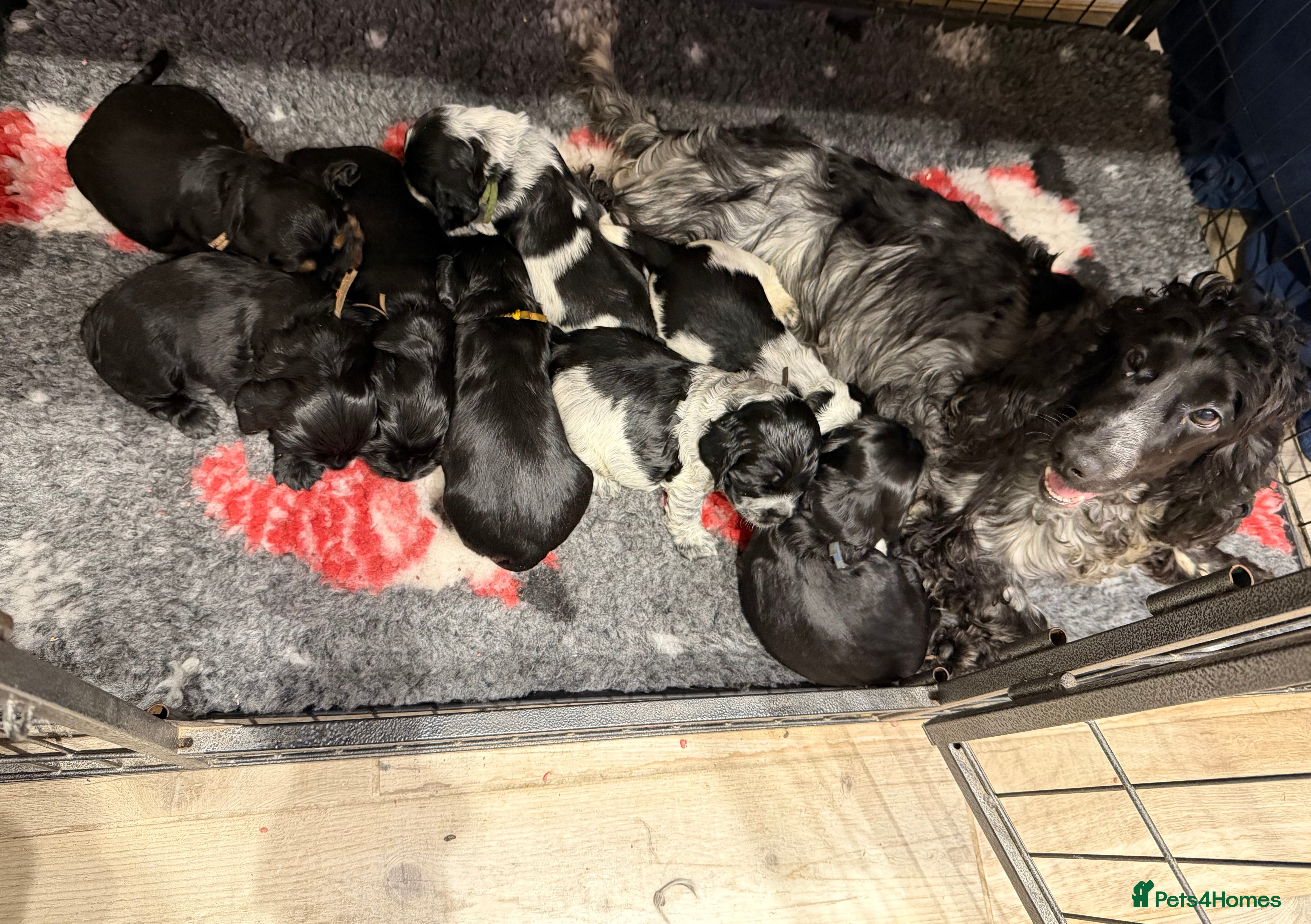 Cocker Spaniel dogs KC Registered Show Cocker puppies  - Advert 3